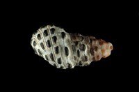 藏品(白葚蟹守螺)的圖片